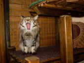 cosmo_18mo_4.jpg (99318 Byte)
