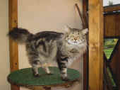 cosmo_18mo_5.jpg (104768 Byte)