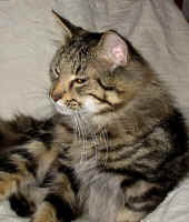 cosmo_21Mo_1.jpg (98209 Byte)