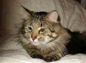 cosmo_21Mo_2.jpg (85851 Byte)