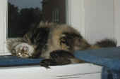 cosmo_221004_4.jpg (92193 Byte)