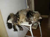 cosmo_311004_9.jpg (85580 Byte)