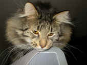 cosmo_32mo_1.jpg (112780 Byte)