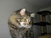cosmo_32mo_2.jpg (83288 Byte)