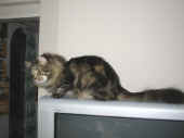 cosmo_32mo_3.jpg (73753 Byte)