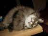 cosmo_5j_1.jpg (96152 Byte)