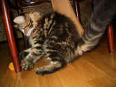 10delilah_12wo_2.jpg (127477 Byte)