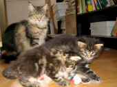 12d_wurf_38t_1.jpg (116033 Byte)