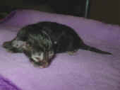 1delilah_3t_2.jpg (84987 Byte)