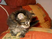 25delilah_34t_1.jpg (107538 Byte)