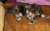 2delilah_12t_4.jpg (112762 Byte)