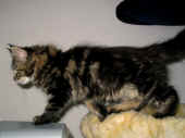 2delilah_79t_4.jpg (95564 Byte)