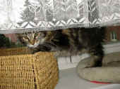 3delilah_14wo_4.jpg (119512 Byte)