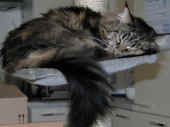 3delilah_3,5j_1.jpg (138588 Byte)