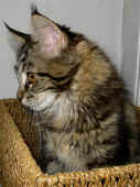 4delilah_14wo_3.jpg (138451 Byte)