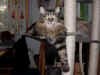 4delilah_22mo_2.jpg (118720 Byte)