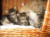 6doran_delilah_35t_am3elie_2.jpg (100312 Byte)