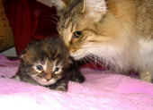 8delilah_16t_amelie_1.jpg (60355 Byte)