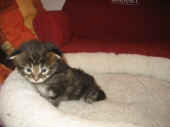 delilah_24t_7.jpg (86086 Byte)