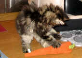 delilah_53t_7.jpg (108702 Byte)