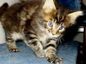 dorian_55t_3.jpg (112408 Byte)