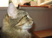 10daisy_090525_1.jpg.jpg (136944 Byte)