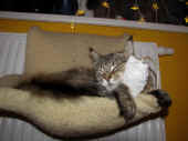 11daisy_100102_1.jpg.jpg (126086 Byte)