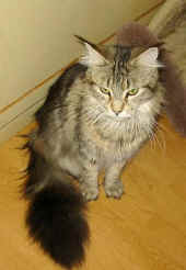 2Daisy_16mo_1.jpg (26554 Byte)