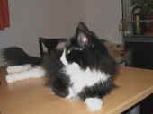 3dime_33mo_3.jpg (78002 Byte)