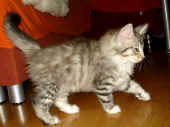 1elias_75t_5.jpg (118939 Byte)