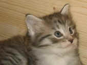 21elias_36t_9.jpg (104798 Byte)