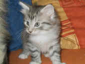 26elias_45t_2.jpg (113981 Byte)