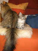29elias_45t_6.jpg (116836 Byte)