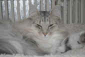 7elias_6,5j_5.jpg.JPG (102641 Byte)
