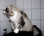 9elias_7j_6.jpg.JPG (149010 Byte)
