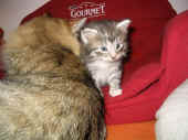 elias_29t_5.jpg (140081 Byte)