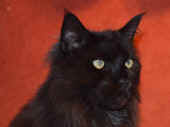 easy_120506_3.jpg.jpg (141090 Byte)