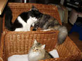 7elida_8mo_m.Amelie und froya.jpg (182663 Byte)