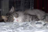 11Figaro_110324_1.jpg (110420 Byte)