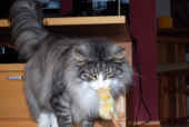 13figaro_110328_2.jpg (120038 Byte)