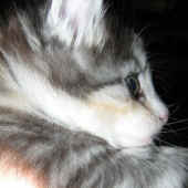 14fabricia_38t_2.jpg (170681 Byte)