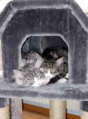 18figaro_flint_17mo_002.jpg..jpg (246961 Byte)