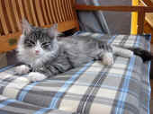19figaro_flint_17mo_032.jpg..jpg (250885 Byte)