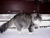 1figaro_100211_1.jpg (180054 Byte)