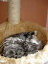 1figaro_3mo_1.jpg (132724 Byte)
