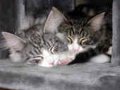 20figaro_flint_17mo_006.jpg (198589 Byte)