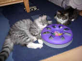 21figaro_flint_17mo_017.jpg (233189 Byte)