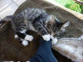 22figaro_flint_17mo_027.jpg (283140 Byte)