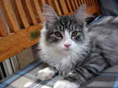 23figaro_flint_17mo_031.jpg (197492 Byte)