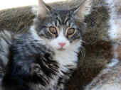 24figaro_flint_17mo_036.jpg (220356 Byte)